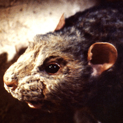 The Star Wars Holiday Special 1978 Cantina Alien Rungs